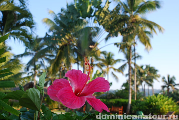 фото Доминиканы, фотографии  Доминиканской республики,фото туристов Доминикана, фото отелей Доминиканская республика, достопримечательности, экскурсии Доминикана, отдых в Доминикане фото