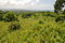пологие холмы плато Сан Хуан, великолепные участки для нового строительства в Доминикане