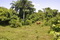 фото Доминикана, деревья на земельных участках под застройку
